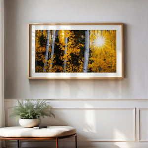 Starlit Aspens