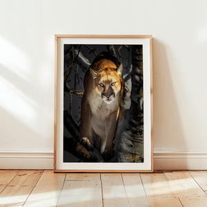 Silent Watcher