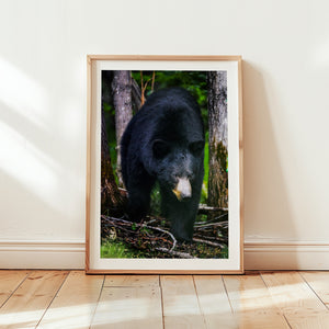 The Bear Necessities