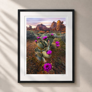 Desert Blumes
