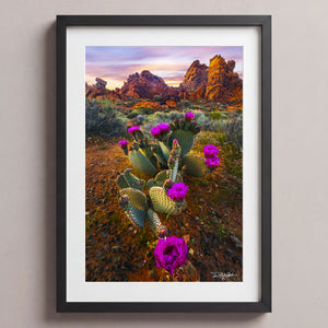Desert Blumes