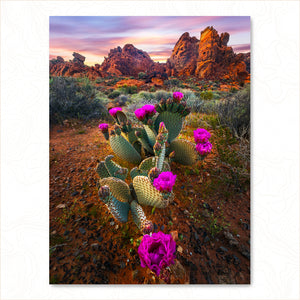 Desert Blumes