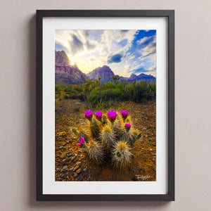 Arid Spring