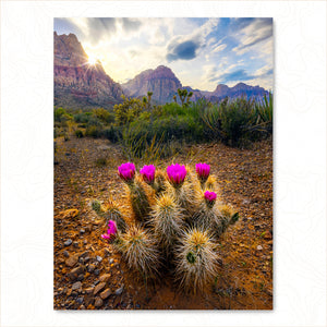 Arid Spring