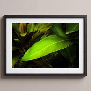 Leaves From The Vine