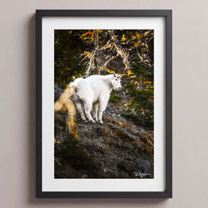 Mountain Climber