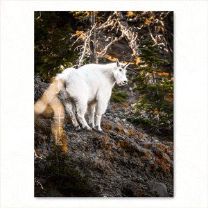 Mountain Climber