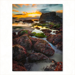 Starfish Sunsets