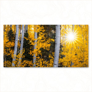 Starlit Aspens