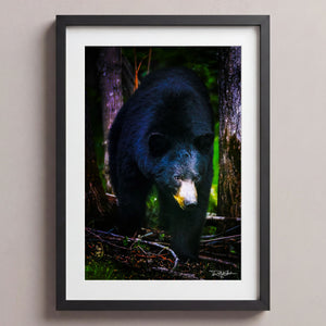 The Bear Necessities