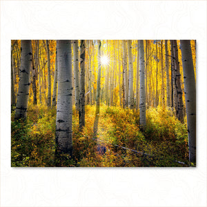 A Colorful Walk