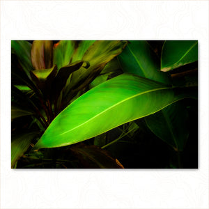 Leaves From The Vine