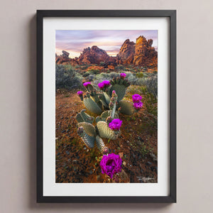 Desert Blumes