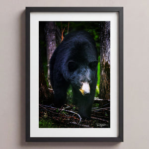 The Bear Necessities Midnight Black
