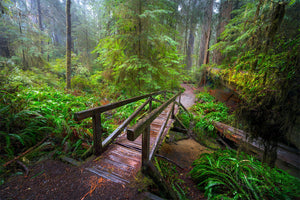 Enchanted Passage