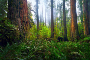 Ancient Giants