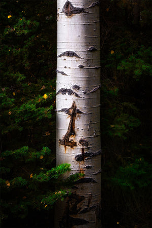 Aspen Hug