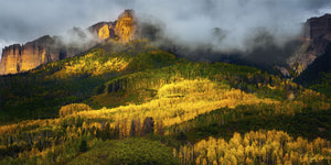 Bathed In Gold