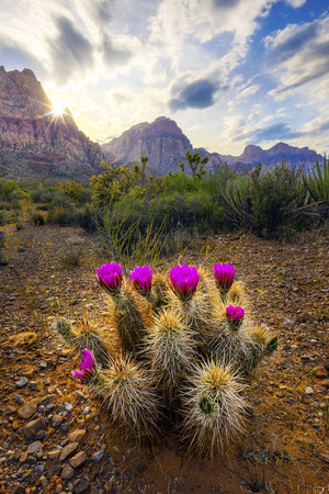Arid Spring