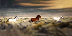 Wild And Free
