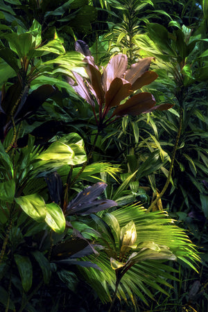 In The Jungle
