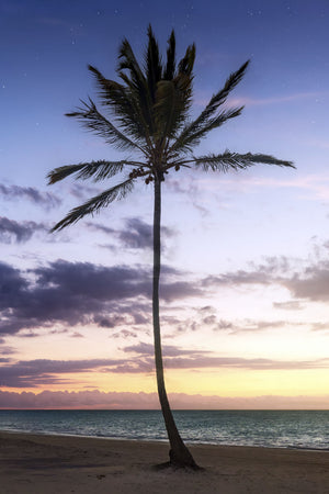 Lone Palm