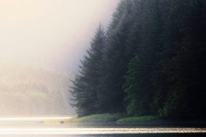 Mist and Shadow