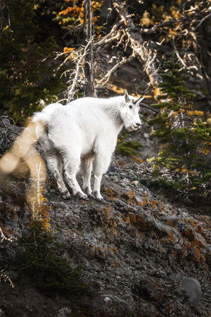 Mountain Climber