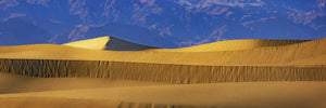 Out In The Dunes