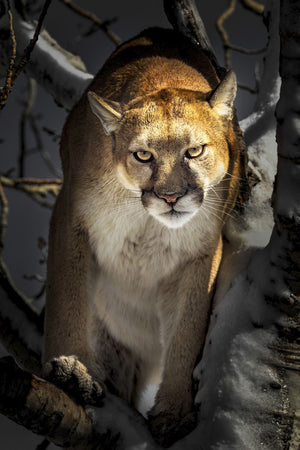 Silent Watcher