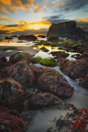 Starfish Sunsets