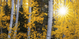 Starlit Aspens