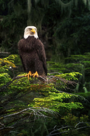 Stoic