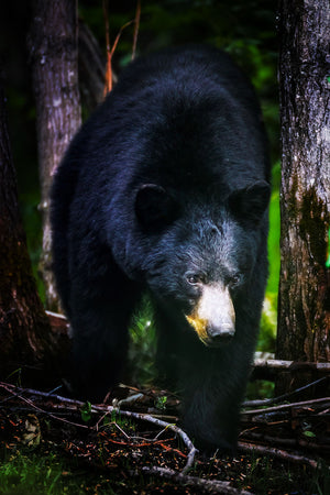 The Bear Necessities