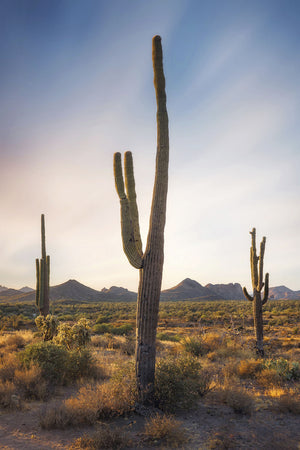 Three Sentinels