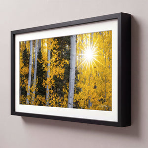 Starlit Aspens