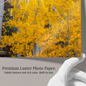 Starlit Aspens