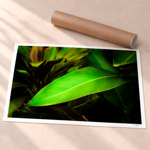 Leaves From The Vine Unframed Fine Art Paper - Unframed