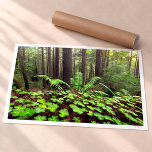 Looking For Luck Unframed Fine Art Paper - Unframed