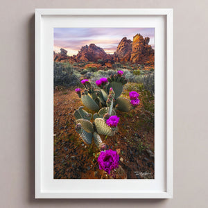 Desert Blumes