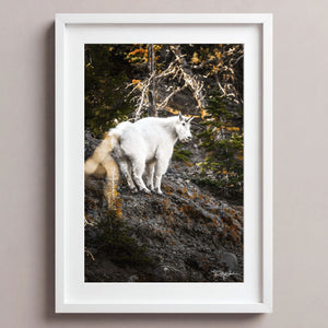 Mountain Climber
