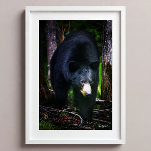 The Bear Necessities Arctic White