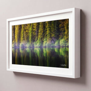 Coastal Pines