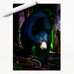 The Bear Necessities