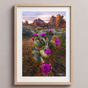 Desert Blumes