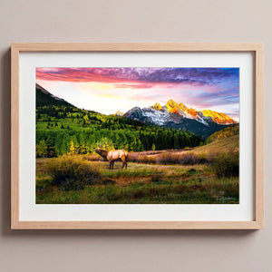 Mountain Song Nordic Oak
