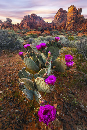 Desert Blumes