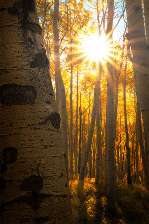 Golden Burst