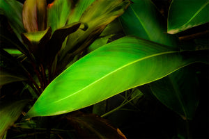 Leaves From The Vine