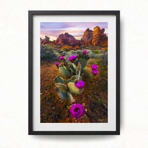 Desert Blumes